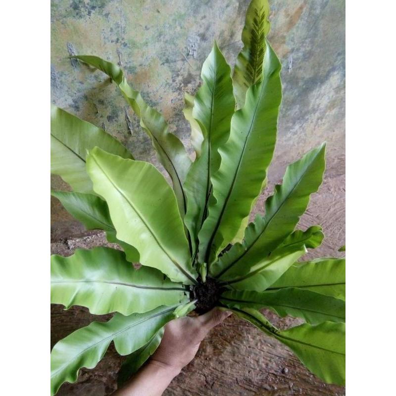 tanaman hias kadaka sarang burung/pohon kadaka untuk di dinding