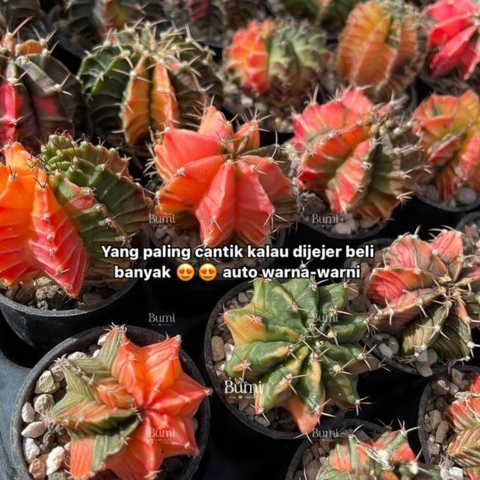 Asobiba- Gymnocalycium Mihanovichii Kaktus Variegata Miha - Bumi Gurun Cactus