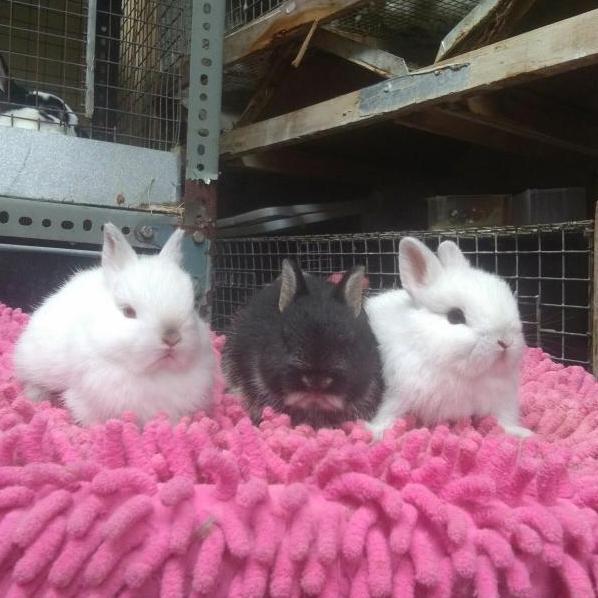 TERMURAH - kelinci mini ND multiwarna