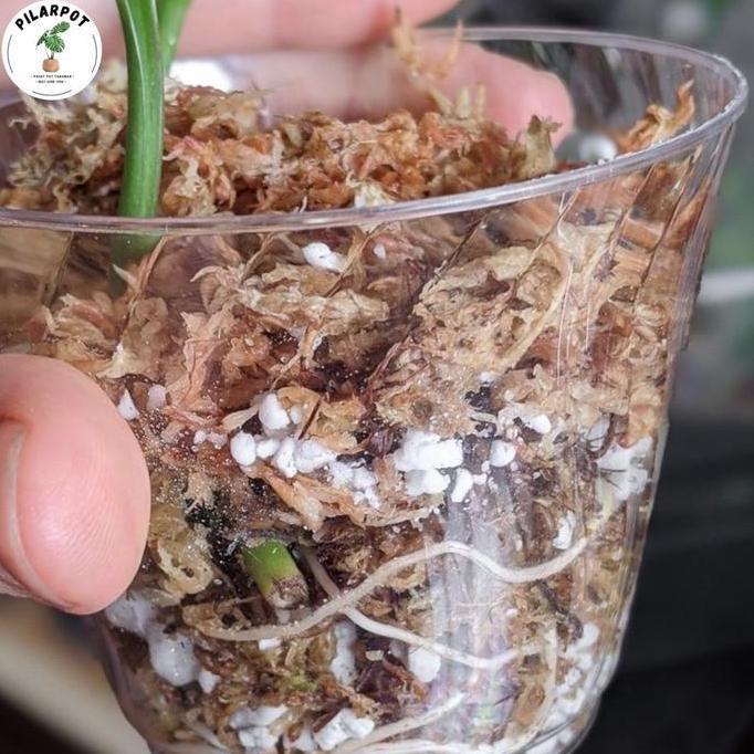 media tanaman bunga anggrek - sphagnum moss