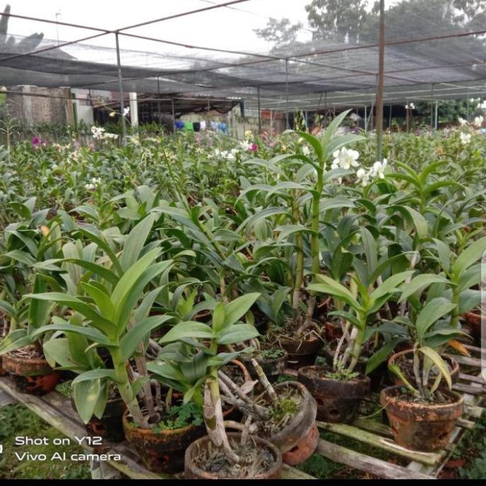 Media Tanam Kaliandra Untuk Anggrek - Media Tanam Anggrek