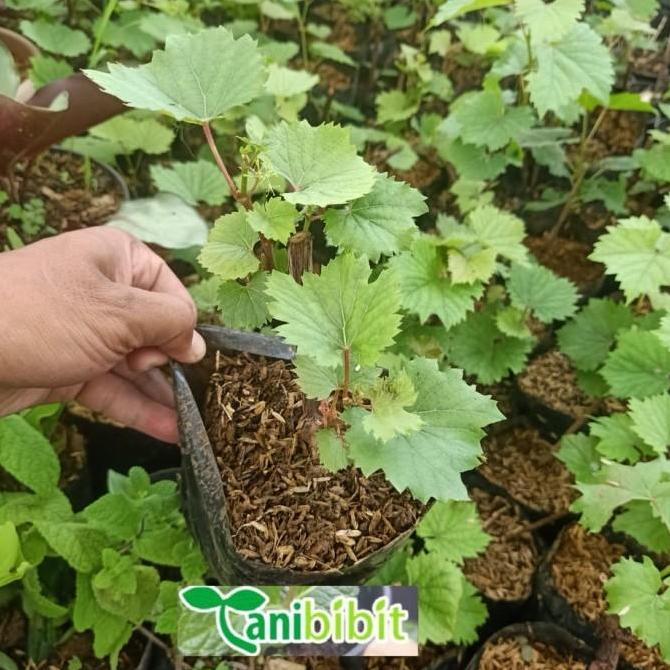 Bibit Anggur red master- Pohon Anggur - Tanaman cepat berbuah