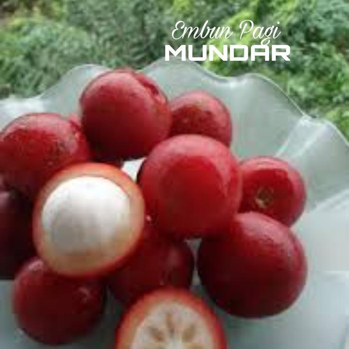 Bibit Buah Mundar 2,5 Meter Manggis Merah indukan pernah berbuah