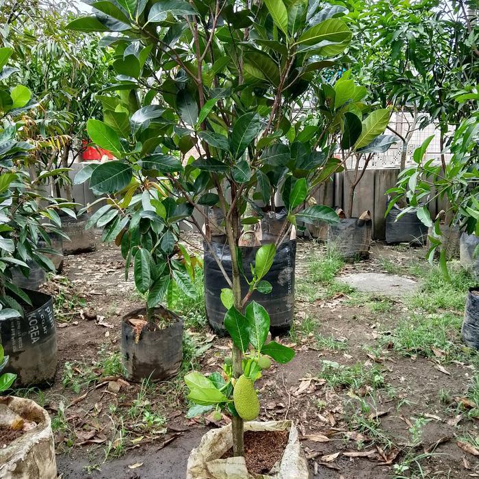 Pohon nangka Berbuah , tinggi 2 meter