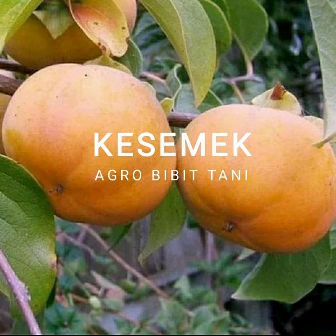 Bibit Tanaman Buah Kesemek-Bibit Pohon Kesemek Super produk laris