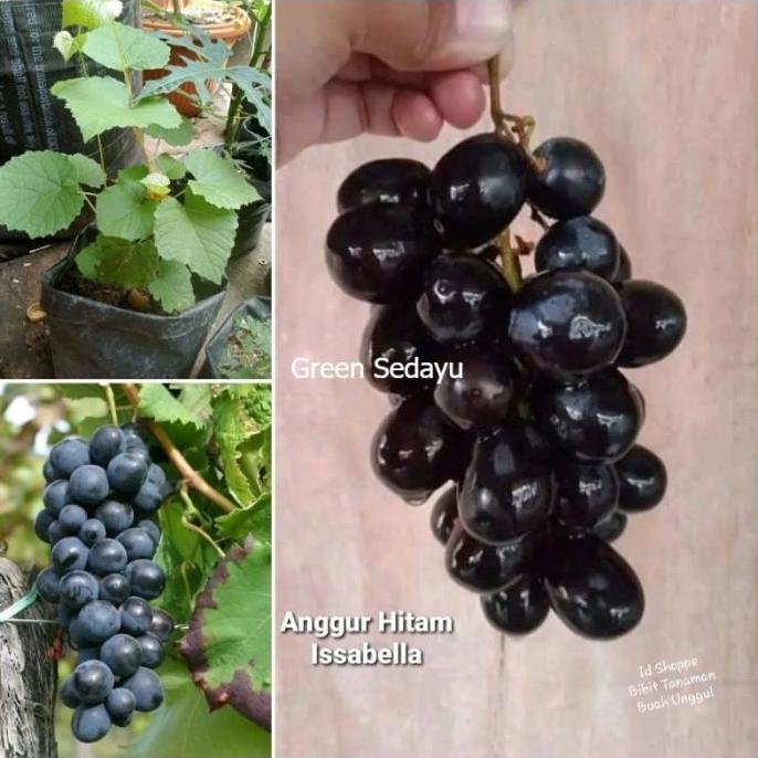 Bibit Pohon Buah Anggur Hitam Issabella Cepat Berbuah Siap Tanam DDDD TAMBULAPOT