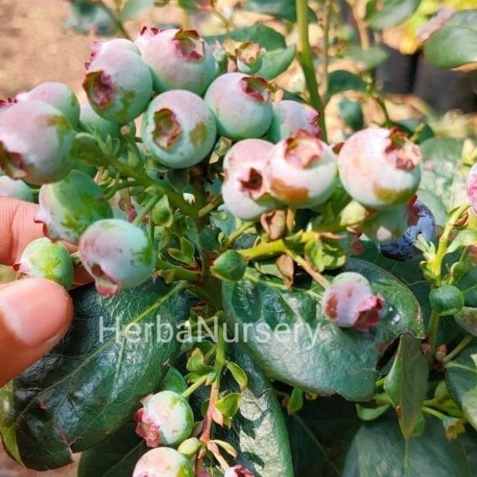 RESTOCK* BIBIT POHON BLUEBERRY - POHON BUAH BLUEBERRY - BERBUAH $S? a TAMBULAPOT