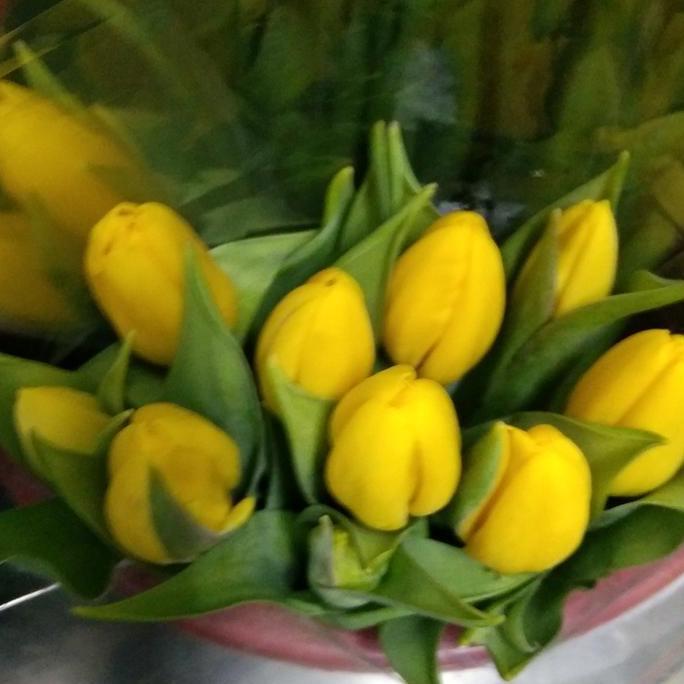 Fiore- Bunga Tulip / Bunga Tulip Segar Asli / Bunga Tulip Fresh