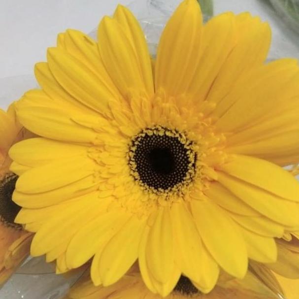 Fiore- Fresh Cut Gerbera Flower/ Bunga Gerbera Potong Segar Isi 10 Tangkai