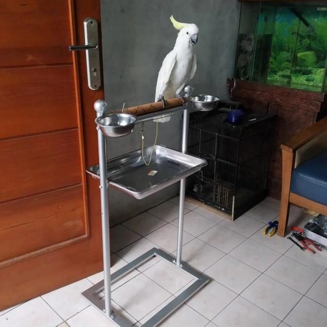 Tangkringan pangkringan burung parrot kakatua africran grey hans macaw