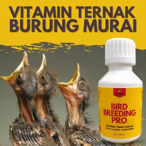 TERMURAH - Vitamin Ternak Burung Murai Batu / Vitamin Breeding Murai Batu