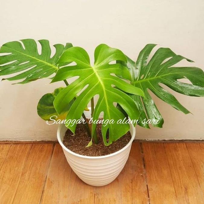 TANAMAN HIAS MONSTERA DELICOSA / BRAZIL + POT PUTI