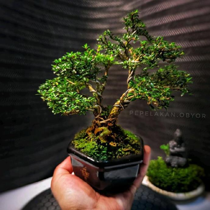 BONSAI Berbunga Mini Shito MAME SERIBU BINTANG SUPER MICRO Plus Pot Keramik SUDAH BERKARAKTER SIAP P