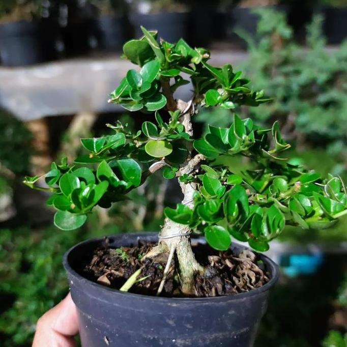 Bonsai Sancang Mini Shito Mame Sudah Siap Pajang Berkarakter Bonus Pot SUDAH BERKARATER