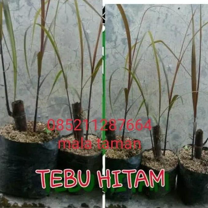Tanaman tebu ireng/tebu hitam