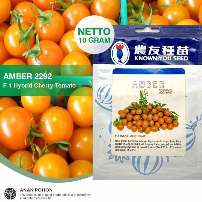 Ready (1 PACK) Benih Tomat Mini Amber 2292 F1 Hybrid Tomato Seeds - 10 GRAM