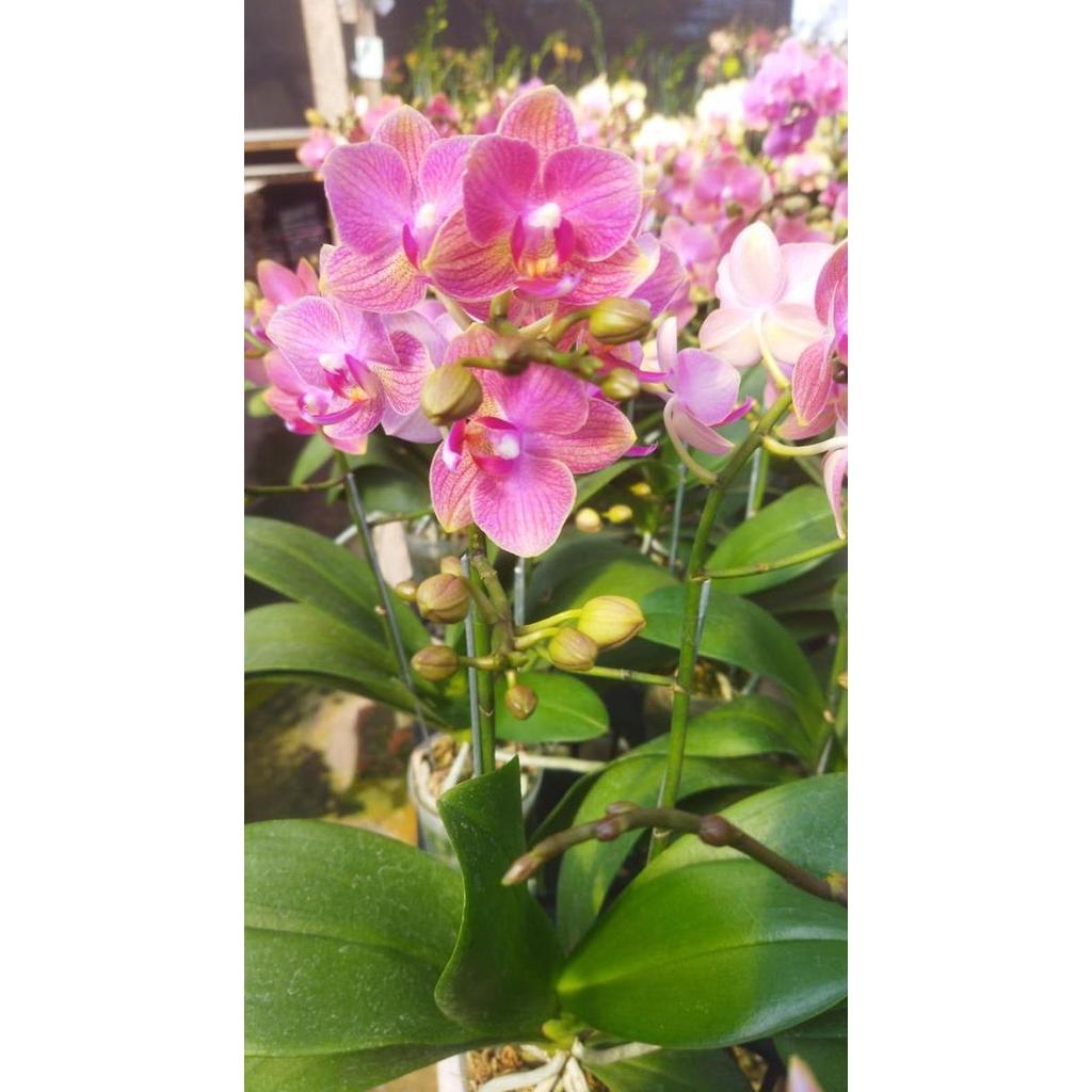 Anggrek Bulan mini sudah berbunga siap tanam