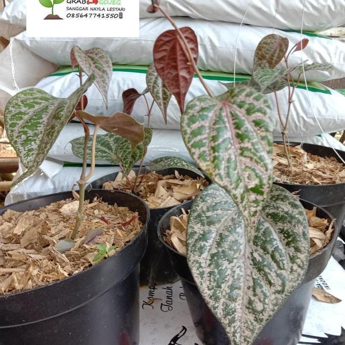 Jual bibit siri merah /tanaman herbal/apotek hidup