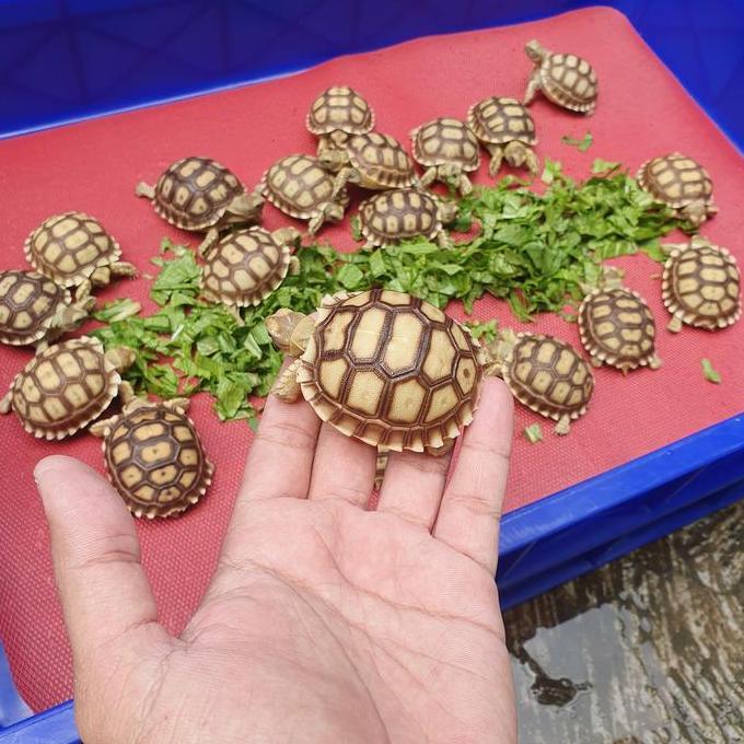 Sulcata Kura-kura Darat Sulcata / Sulcata Baby 5-6cm