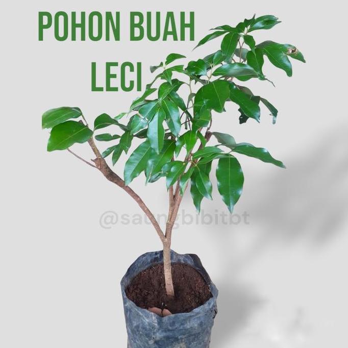 Pohon Buah Leci - Bibit Buah Leci - Bibit Pohon lici BISA BERBUAH DI POT