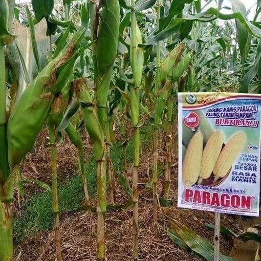 Benih / bibit Jagung manis Paragon
