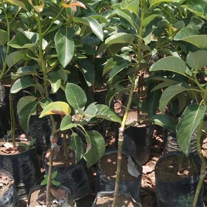 bibit alpukat miki 1 meter up