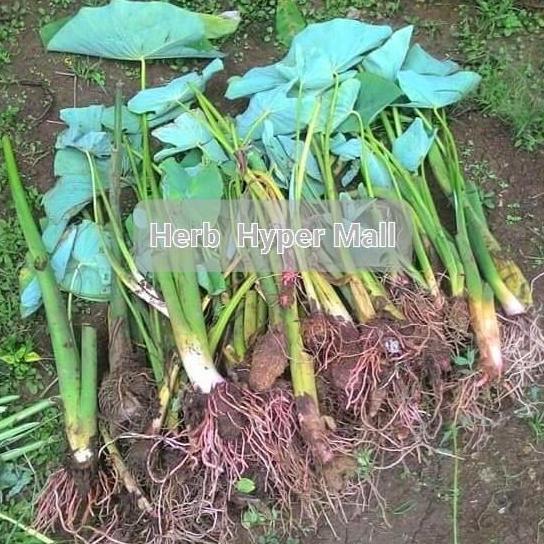 BIBIT TALAS KETAN BOGOR