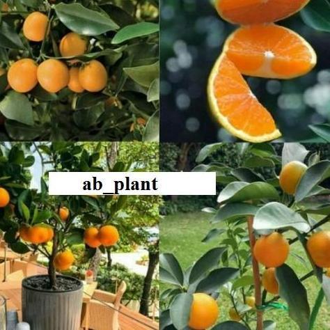 Bibit jeruk kimkit madu sudah berbuah super