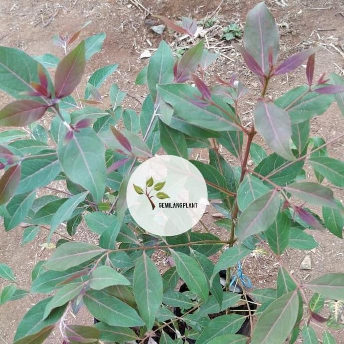 Bibit tanaman eucalyptus - Pohon kayu eucalyptus - Pohon rainbow