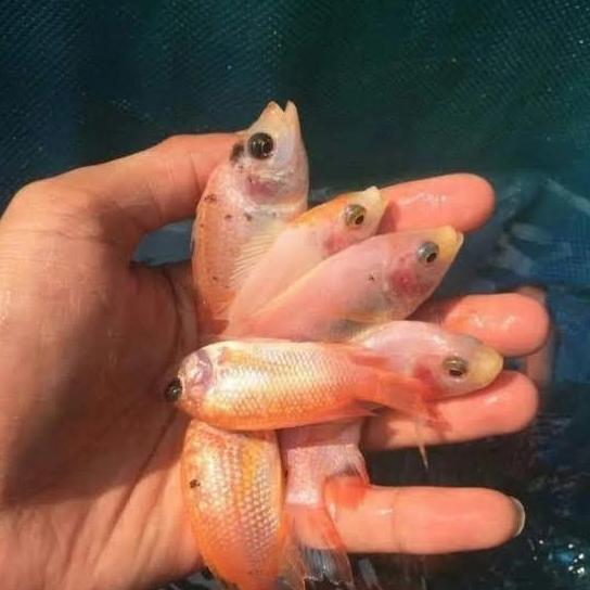 bibit nila bangkok monosex size jempol