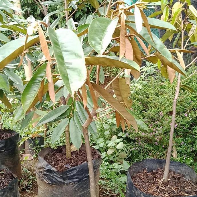 bibit pohon buah durian lay - lai tinggi 1 meter okulasi kualitas premium