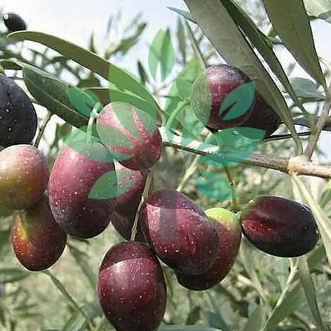Bibit Tanaman Buah Zaitun-Bibit Pohon Buah Zaitun Kalamata-Zaitun Asli kualitas premium