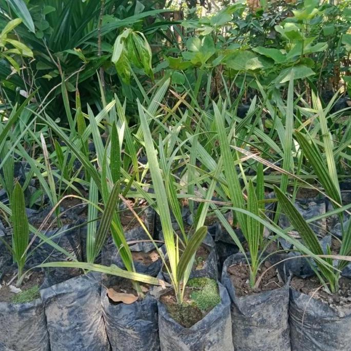 Bibit Tanaman Kurma Ajwa-Bibit Pohon Kurma Ajwa-Bibit Buah Kurma Nabi kualitas premium