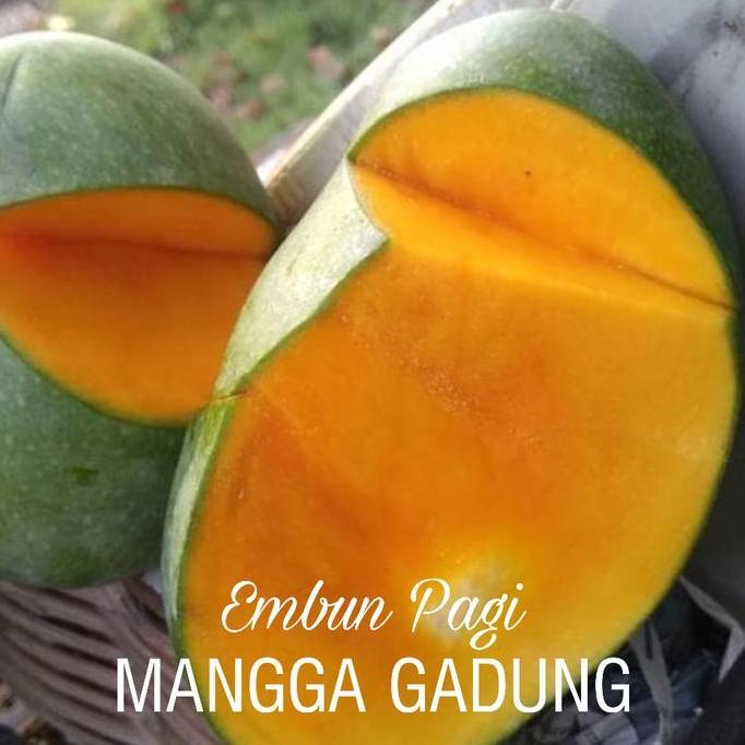 Bibit Pohon Buah Mangga Gadung mentah sudah manis kualitas premium