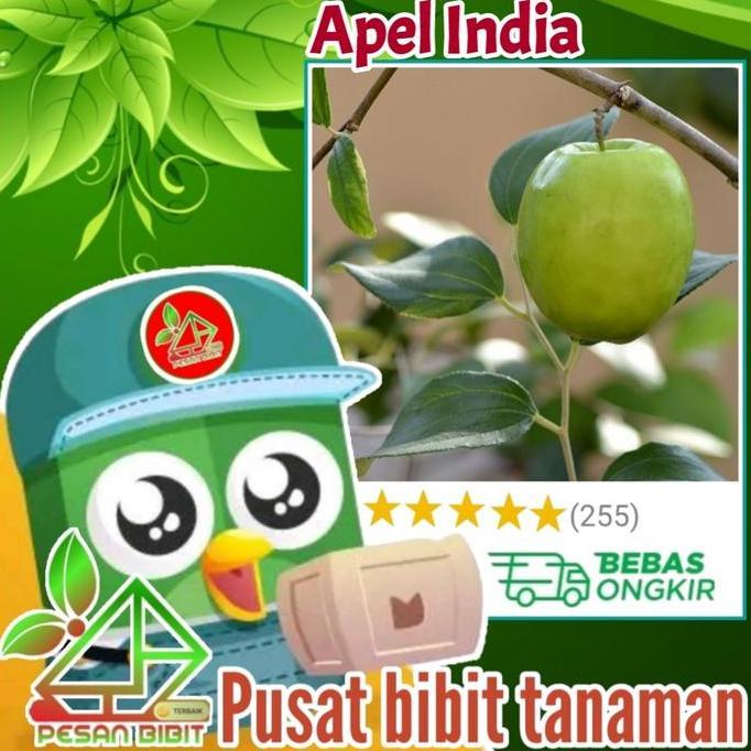 bibit tanaman buah apel putsa BIBIT APEL PUTSA apel india kualitas premium