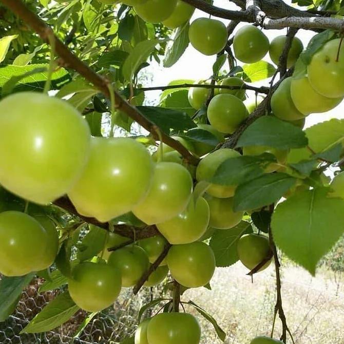 Bibit Tanaman Buah Plum Hijau/Green Plum Australia kualitas premium
