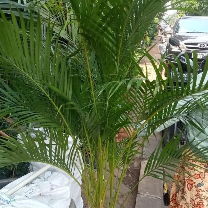 Tanaman palem kuning/Palem Kuning Rimbun/Palem Komodor