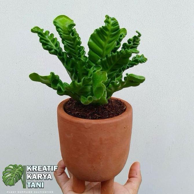 Tanaman hias kadaka lasagna - Kadaka Lasagna