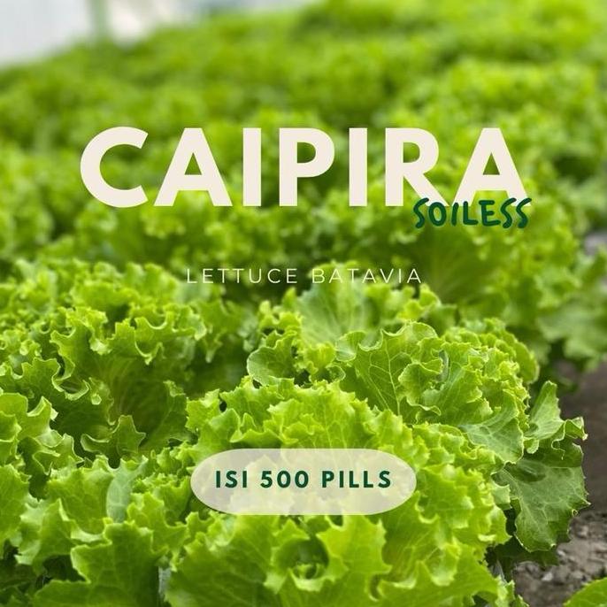 Benih Lettuce Caipira Pills Isi 500 Pills Berkualitas
