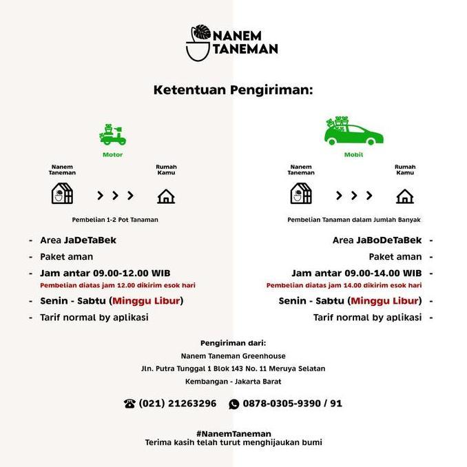 Nanem Taneman - Phillo Marble & Monstera Obliqua - Paket Best Deal