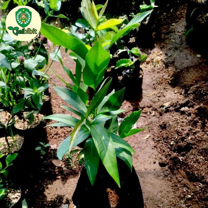 Bibit pohon jambu air citra merah cangkok cepat berbuah/ tabulampot