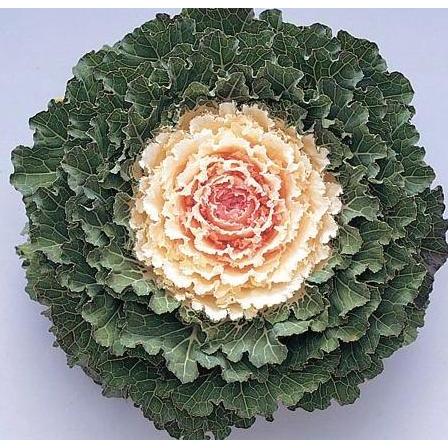 Benih Bibit Biji - Flowering Kale Songbird White F1 Kale Ornamental Seeds - IMPORT