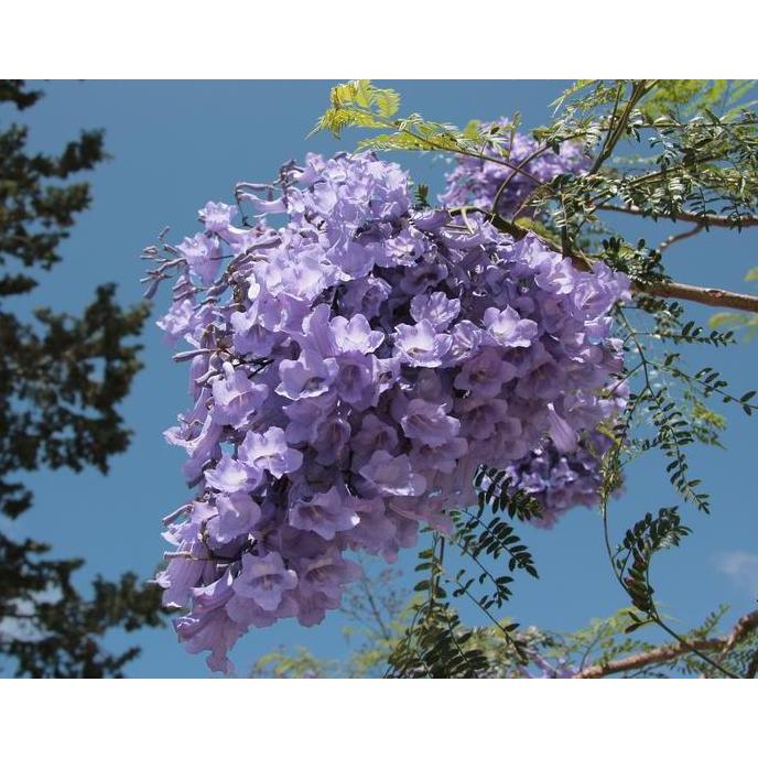 Benih / Bibit / Biji - Pohon Blue Jacaranda Tree Seeds - IMPORT