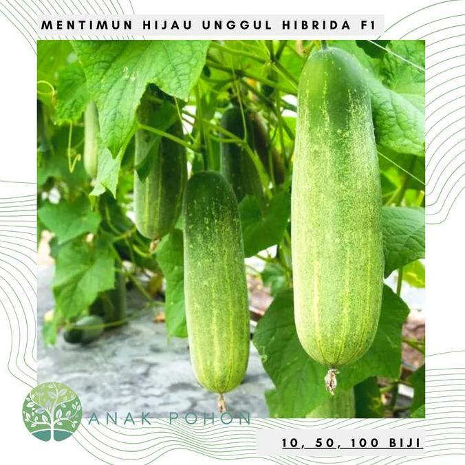 Benih / Bibit / Biji - Mentimun Timun Hybrid F1 - LOKAL