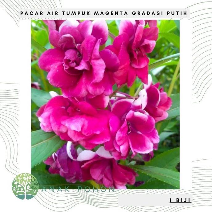 Benih Bibit Biji - Bunga Pacar Air Tumpuk MAGENTA GRADASI PUTIH Seeds