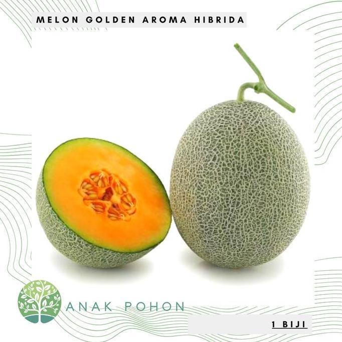 Benih Bibit Biji - Melon Golden Aroma Rock Melon Orange Sweet F1