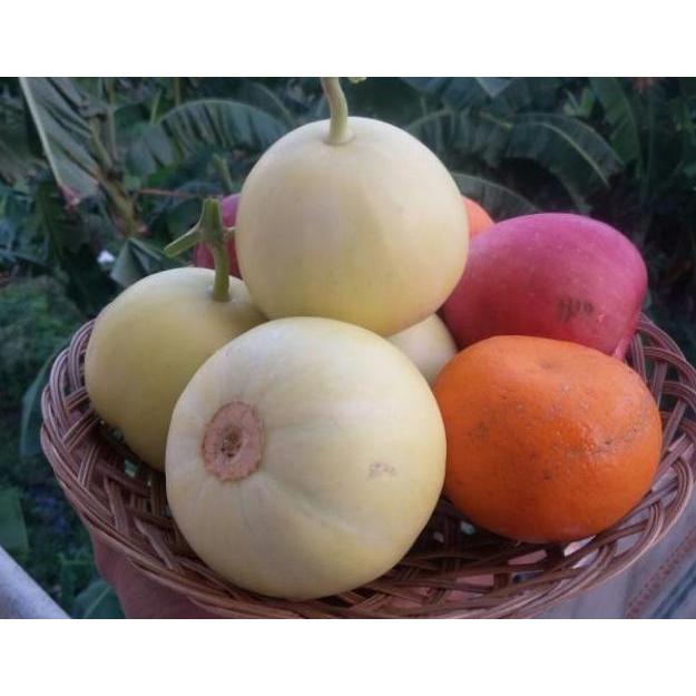 Benih Bibit Biji - Melon Apel Silver Light F1 Hybrid (Oriental Sweet)