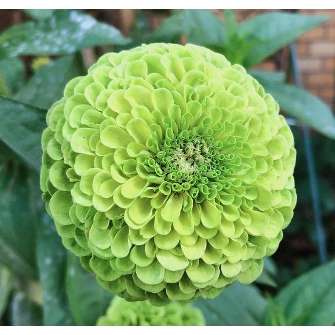 Benih Bibit Biji - Bunga Zinnia Benary's Giant Lime (Zinnia elegans) Zinnia Hijau Flower Seeds - IMP