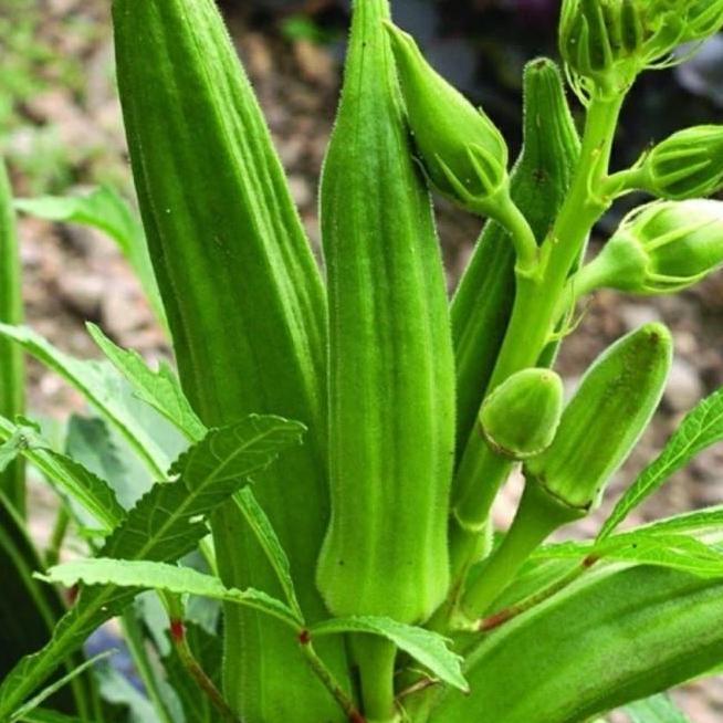 bibit pohon buah okra hij ATZ Terbaik