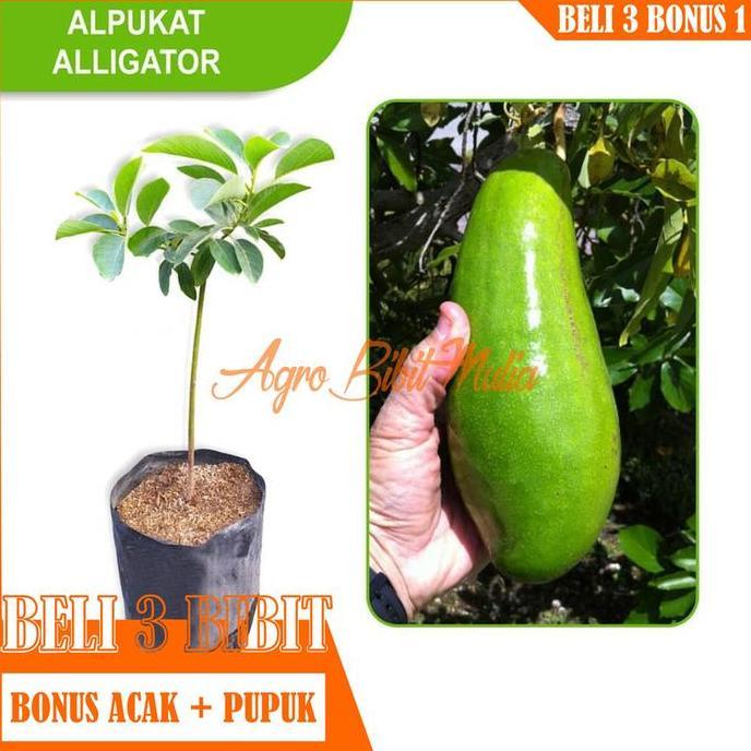 Bibit Tanaman buah Alpukat Aligator Mexico Terbaik